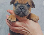 Собаки в Санкт-Петербурге: Французский бульдог щенки Разнополые, 45 000 руб. - фото 4