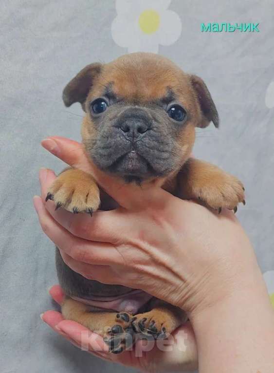 Собаки в Санкт-Петербурге: Французский бульдог щенки Разнополые, 45 000 руб. - фото 4