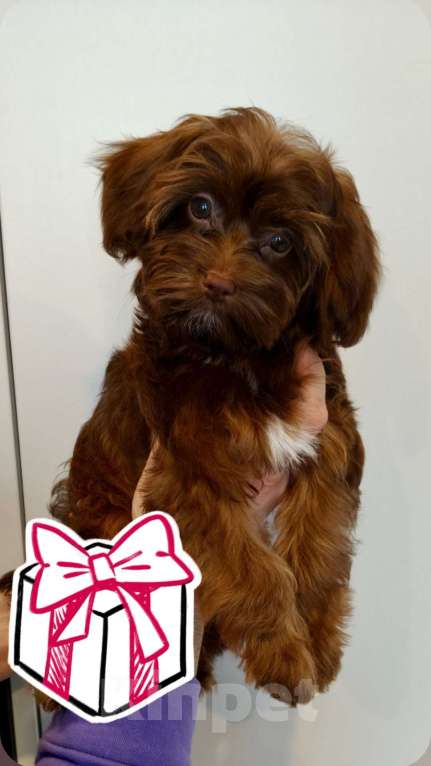 Собаки в Санкт-Петербурге: Редкая декоративная порода ( Петербургская орхидея) Разнополые, 80 000 руб. - фото 2