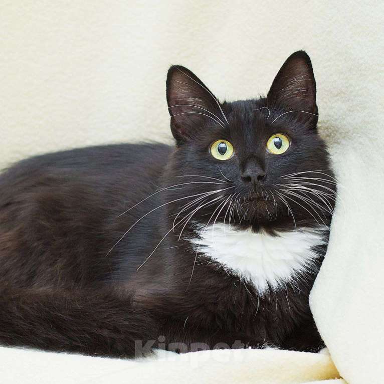 Кошки в Москве: Квакушу никто не замечает Девочка, Бесплатно - фото 2