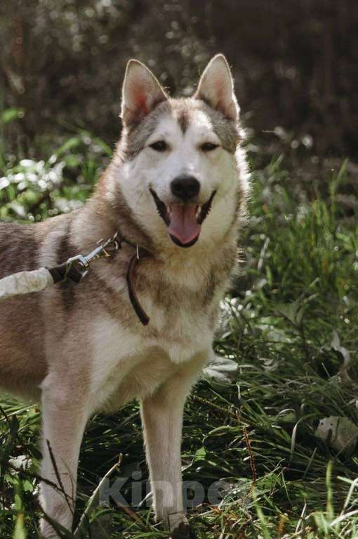Собаки в Москве: Идеальная квартирная хаски Хасенька! Девочка, 1 руб. - фото 6