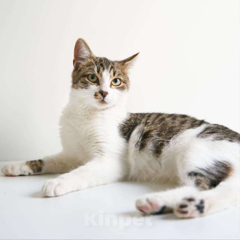 Кошки в Москве: Самый ласковый на свете котенок в поисках своей семьи! Мальчик, Бесплатно - фото 3