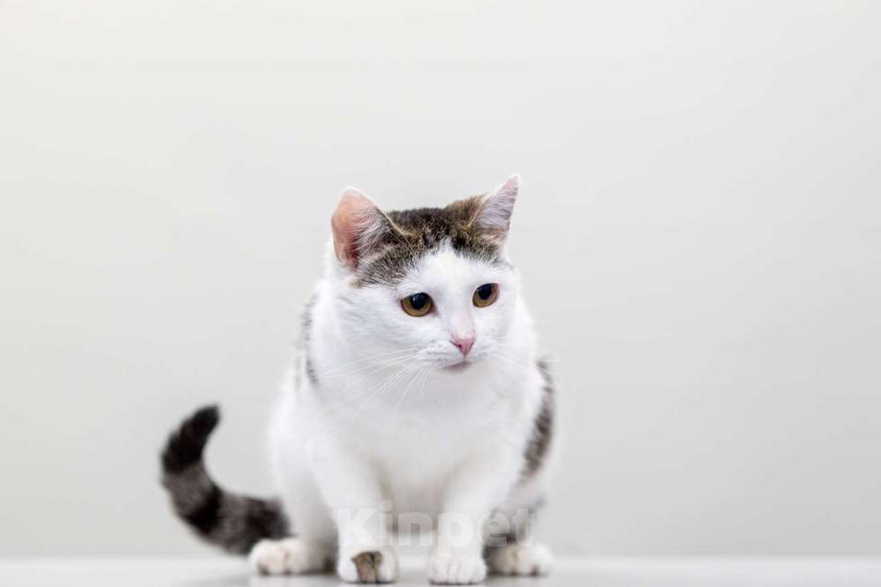 Кошки в Москве: Агата Девочка, Бесплатно - фото 4