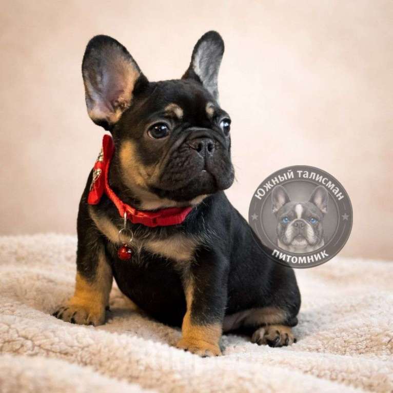 Собаки в Тимашевске: Девочка черная с подпалом Девочка, 45 000 руб. - фото 5