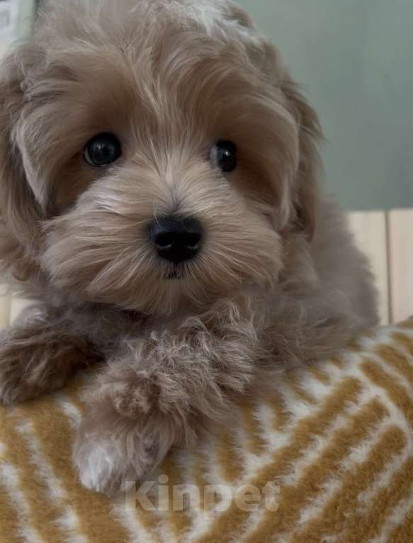 Собаки в Москве: Щенок мальтипу мальчик Мальчик, 110 000 руб. - фото 5