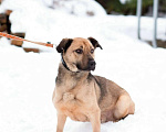 Собаки в Санкт-Петербурге: Семейный пёс небольшого размера Мальчик, Бесплатно - фото 9