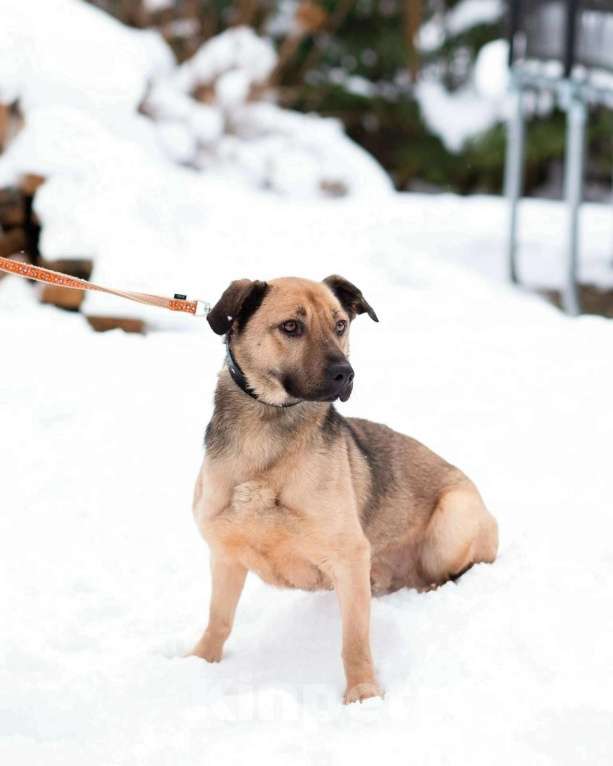 Собаки в Санкт-Петербурге: Семейный пёс небольшого размера Мальчик, Бесплатно - фото 9