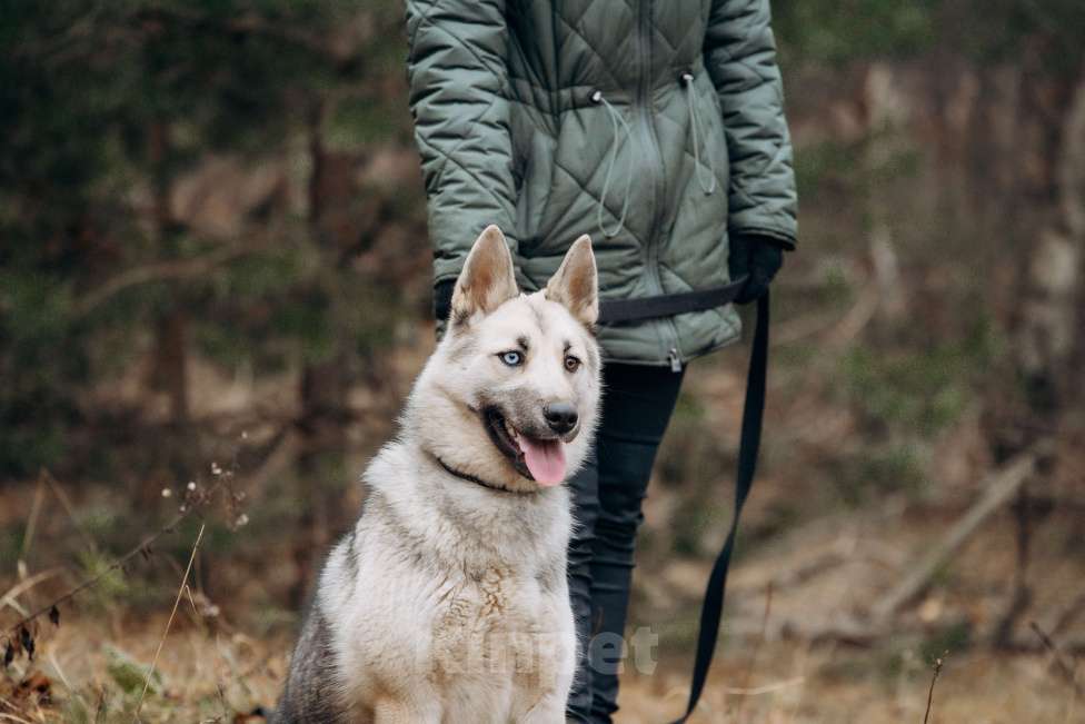 Собаки в других городах Московской области: Молоденькая хасочка, томится в вольере приюта Девочка, Бесплатно - фото 6