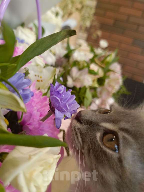 Кошки в Туле: Котенок курильского бобтейла Мальчик, 5 000 руб. - фото 4