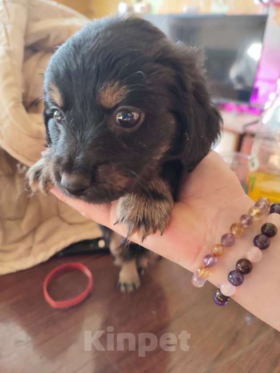 Собаки в других городах Рязанской области: Щенки дорки Мальчик, 3 000 руб. - фото 3