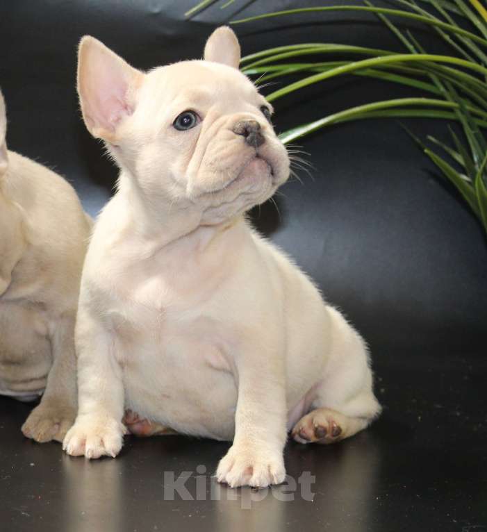 Собаки в Москве: Французский бульдог щенок  девочка платина Девочка, Бесплатно - фото 4