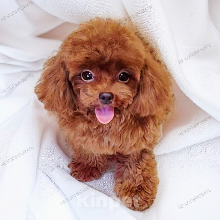 Собаки в Воронеже: Необыкновенное чудо!  Девочка, Бесплатно - фото 2