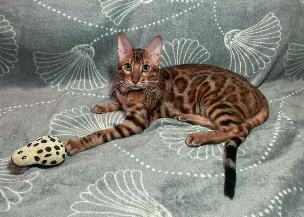 Кошки в Санкт-Петербурге: Бенгальский котенок, с документами Девочка, 30 000 руб. - фото 3