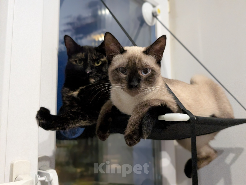 Кошки в Реутове: Котенок мальчик в добрые руки Мальчик, Бесплатно - фото 4