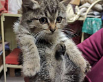Кошки в Москве: Мини-тигренок Рыся, милейший полосатый котенок в добрые руки Девочка, Бесплатно - фото 4