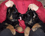 Собаки в Курске: Отборные щенки с документами РКФ, 30 000 руб. - фото 3