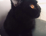 Кошки в Болхове: Котята экзоты, Бесплатно - фото 1