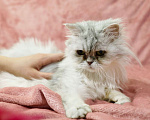 Кошки в Москве: Персидская кошечка Бавария ищет дом.  Девочка, Бесплатно - фото 4