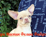 Собаки в Санкт-Петербурге: Большой выбор щенков чихуахуа из питомника РКФ Мальчик, 150 000 руб. - фото 8