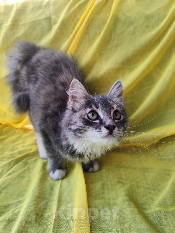 Кошки в Калуге: Котенок Девочка, Бесплатно - фото 2