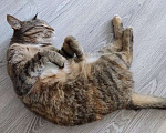 Кошки в Москве: Кошка Яшка в добрые руки.  Девочка, Бесплатно - фото 5