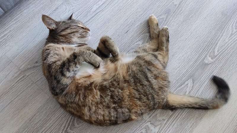 Кошки в Москве: Кошка Яшка в добрые руки.  Девочка, Бесплатно - фото 5