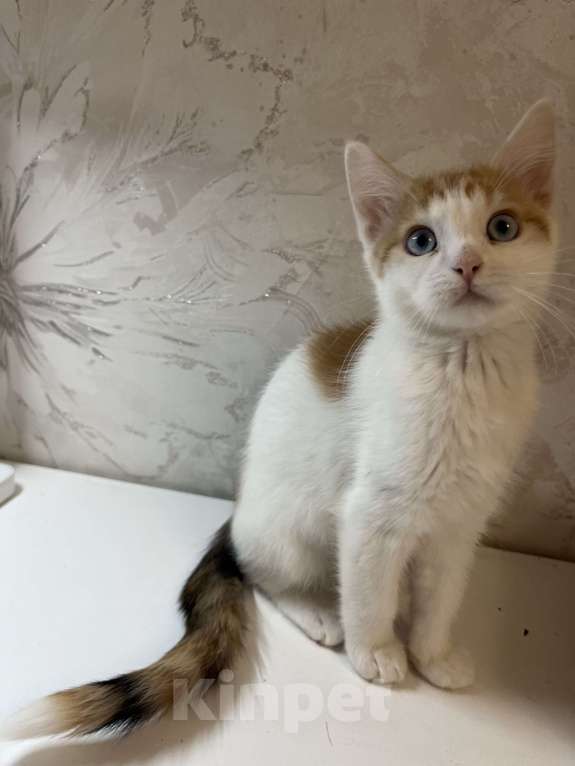 Кошки в Ростове-на-Дону: Манчкин Стандарт  Девочка, 1 000 руб. - фото 4