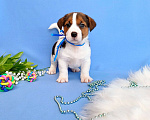 Собаки в Тюмени: Щенки Джек Рассел терьер мальчики и девочки Мальчик, 30 000 руб. - фото 1