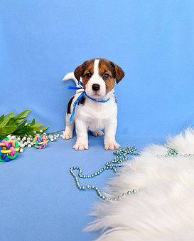 Щенки Джек Рассел терьер мальчики и девочки