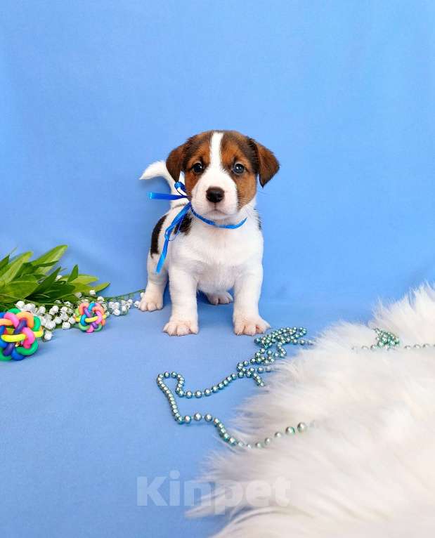 Собаки в Тюмени: Щенки Джек Рассел терьер мальчики и девочки Мальчик, 30 000 руб. - фото 1