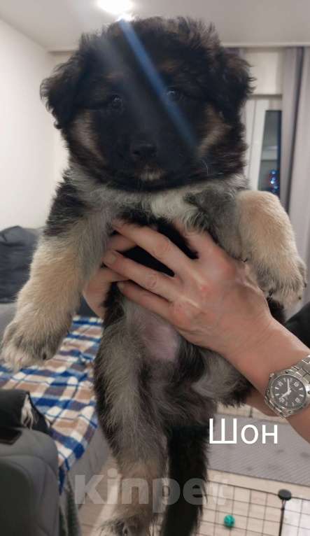 Собаки в других городах Московской области: Щенок в добрые руки Мальчик, Бесплатно - фото 5