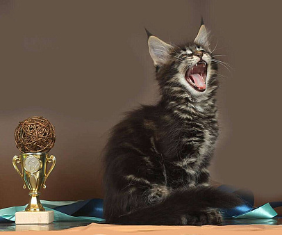 Объявление: Мейн-кун мраморный котик, 50 000 руб., Юрьев-Польский