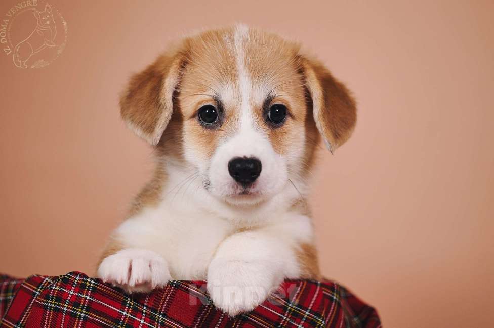 Собаки в Москве: Вельш корги пемброк единственная в своем роде по происхождению . Девочка, Бесплатно - фото 6