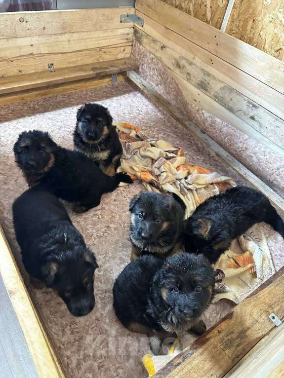 Собаки в Апрелевке: Немецкая овчарка  Мальчик, 45 000 руб. - фото 4