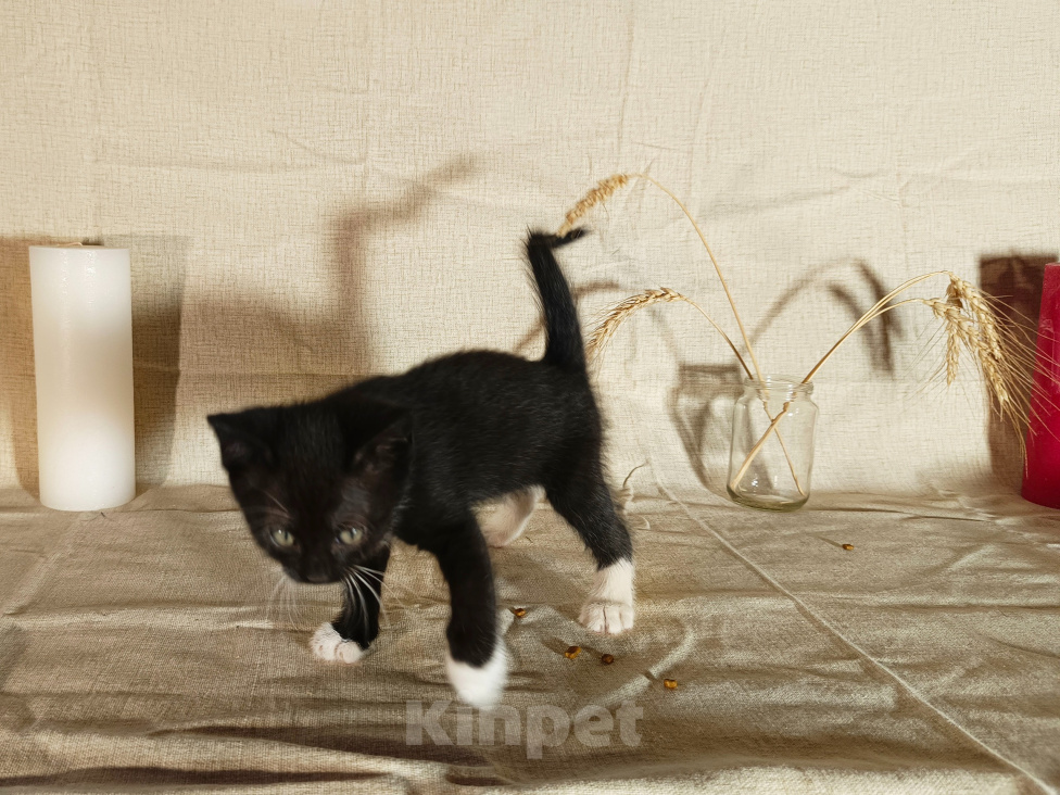 Кошки в других городах Воронежской области: Котёнок девочка Девочка, 100 руб. - фото 9