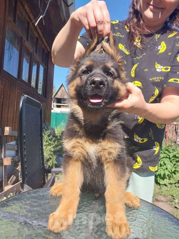 Собаки в Тюмени: Продаются щенки немецкой овчарки ДШ  Мальчик, 30 000 руб. - фото 4