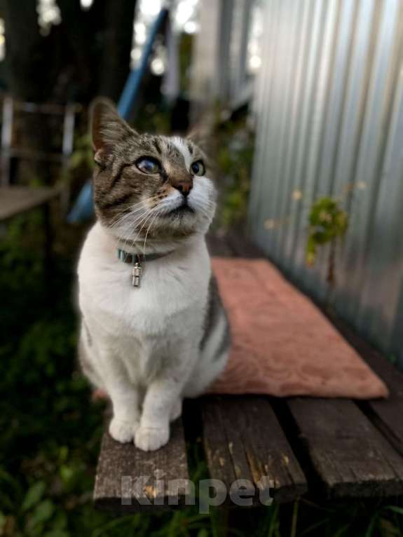 Кошки в Москве: Бастинда, Возраст 3+ года. Девочка, Бесплатно - фото 1