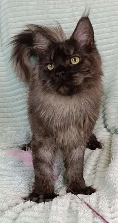 Кошки в Москве: Мальчик черный дым полидакт Мальчик, 100 000 руб. - фото 3