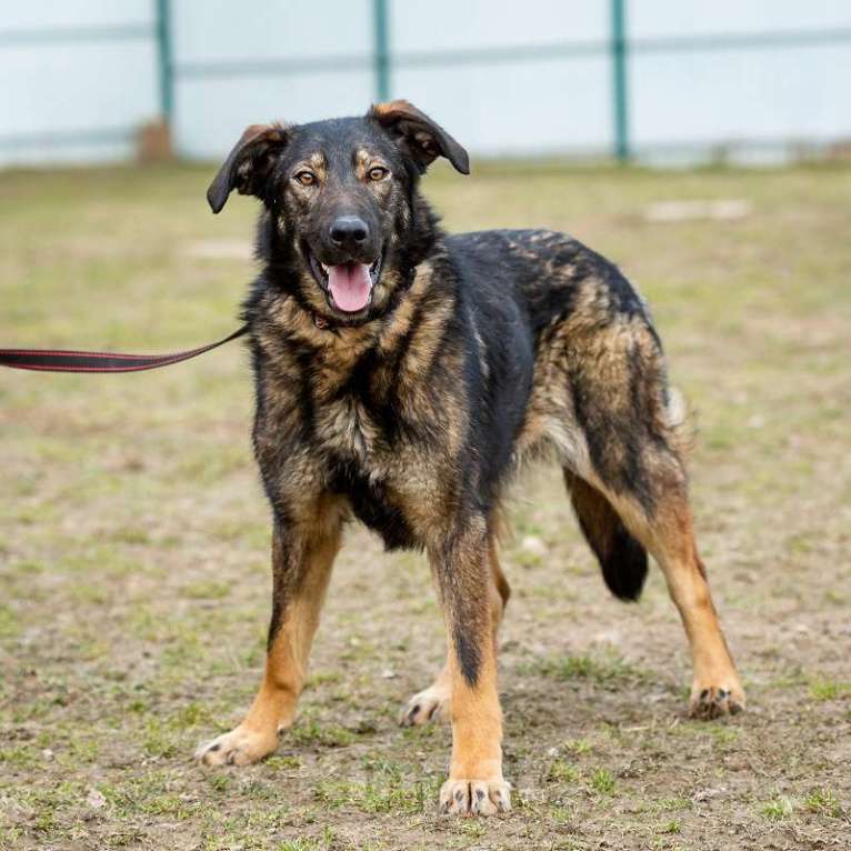 Собаки в Москве: Юна. Собака с потрясающим характером Девочка, Бесплатно - фото 2