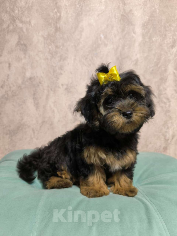 Собаки в Москве: Шикарная девочка-малышка мальтипу Девочка, 66 000 руб. - фото 5