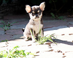 Собаки в Москве: Мини чихуахуа🌸👍 Девочка, 75 000 руб. - фото 4
