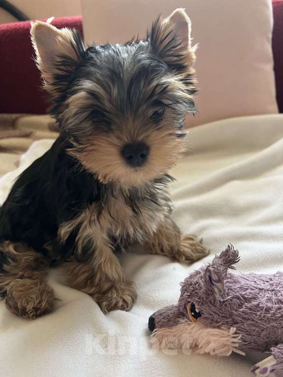 Собаки в Москве: Крошки горошки йоркширского терьера ищут маму! Разнополые, Бесплатно - фото 6