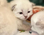Кошки в Краснодаре: Невский мальчик Мальчик, 40 000 руб. - фото 2