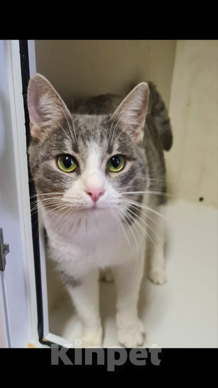 Кошки в Москве: Котик Томас ищет хозяев Мальчик, Бесплатно - фото 3