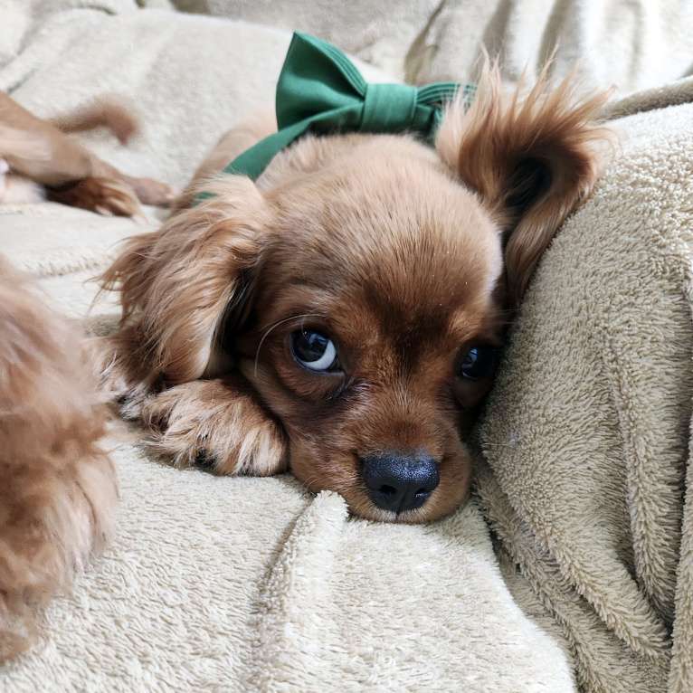 Собаки в Москве: Щенки Кавалер Кинг Чарльз спаниель Мальчик, 80 000 руб. - фото 2