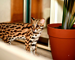 Кошки в других городах Краснодарского края: Азиатские леопардовые бенгальские котята Девочка, 80 000 руб. - фото 1