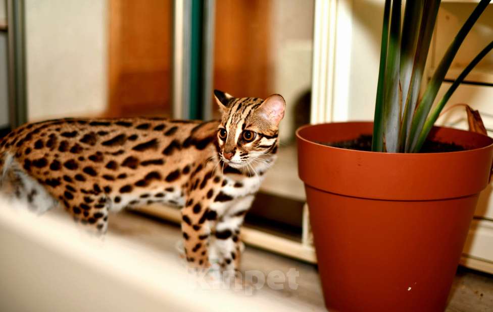 Кошки в других городах Краснодарского края: Азиатские леопардовые бенгальские котята Девочка, 80 000 руб. - фото 1