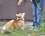 Собаки в Кисловодске: Молодой кобель вельш-корги-пемброк Мальчик, 65 000 руб. - фото 5