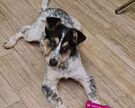 Собаки в Истре: Щенок Мартин Мальчик, Бесплатно - фото 1