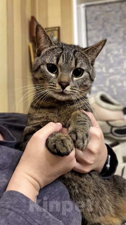 Кошки в Москве: Мистер Швепс в добрые руки 💛 Мальчик, Бесплатно - фото 7